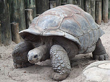 Giant_Tortoise