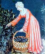 Tudor era painting of a woman picking plants