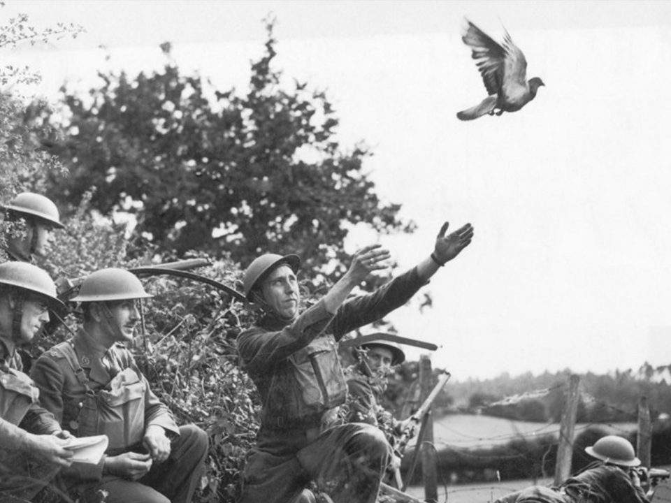 Messenger bird takes flight from soldiers hands
