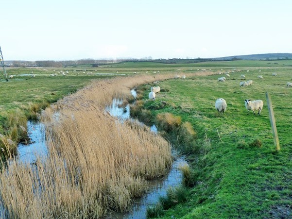 Graveney Marsh 